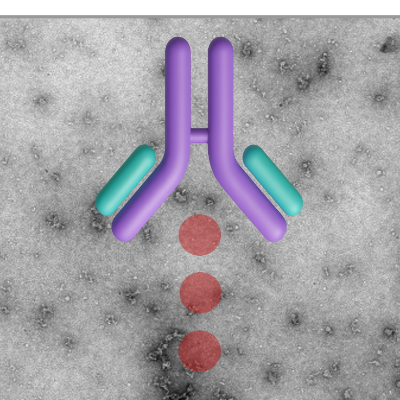 Our Diagnostic & Therapeutic Targets...